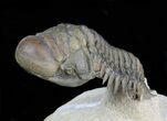 Flying Crotalocephalina Trilobite - Excellent Preservation #39788-4